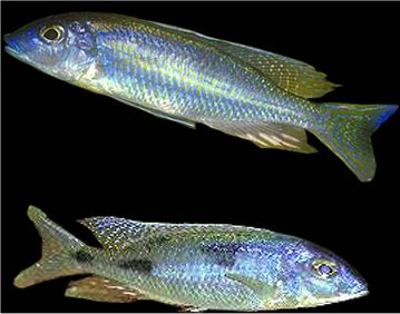 Mylochromis Ensatus