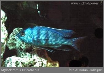 Mylochromis Ericotaenia