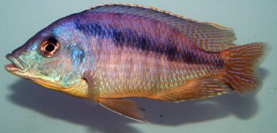 Mylochromis Melanotaenia