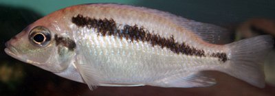 Mylochromis Melanotaenia