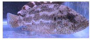 Nimbochromis Polystigma