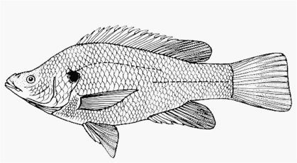 Oreochromis Amphimelas