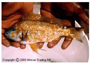 Petrochromis Kasumbe Orange Halembe