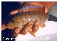 Petrochromis Kasumbe Rainbow Mkinga
