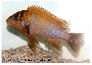 Petrochromis Species Kasumbe Rainbow
