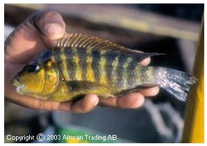 Petrochromis Species Kasumbe Rainbow