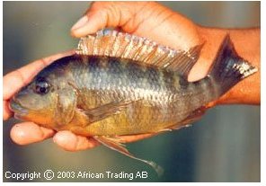 Petrochromis Species Kasumbe Rainbow