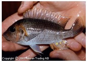 Petrochromis Tricolor