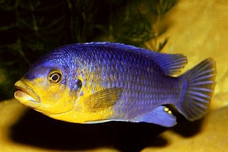 Petrotilapia Yellow Chin