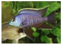 Placidochromis Blue Otter