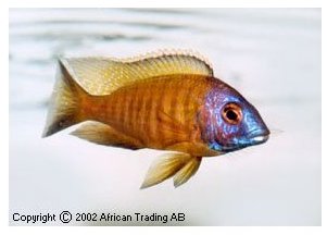 Placidochromis Electra Superior