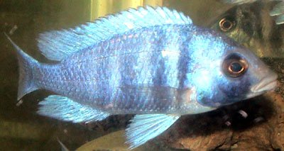 Placidochromis Phenochilus
