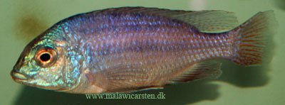 Protomelas Fenestratus Steveni Bandawe