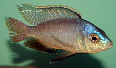 Protomelas Fenestratus Steveni Maleri