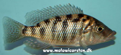 Protomelas Ornatus