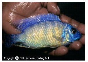 Protomelas Taiwan Red