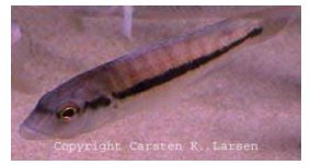 Taeniochromis Holotaenia