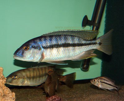 Taeniochromis Holotaenia