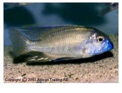 Tramitichromis Lituris