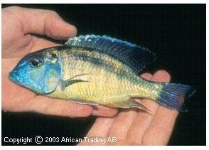 Tramitichromis Mbamba Bay