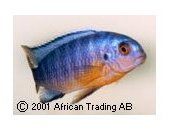 Pseudotropheus Tropheops Gold Breast