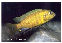Pseudotropheus Tropheops Olive