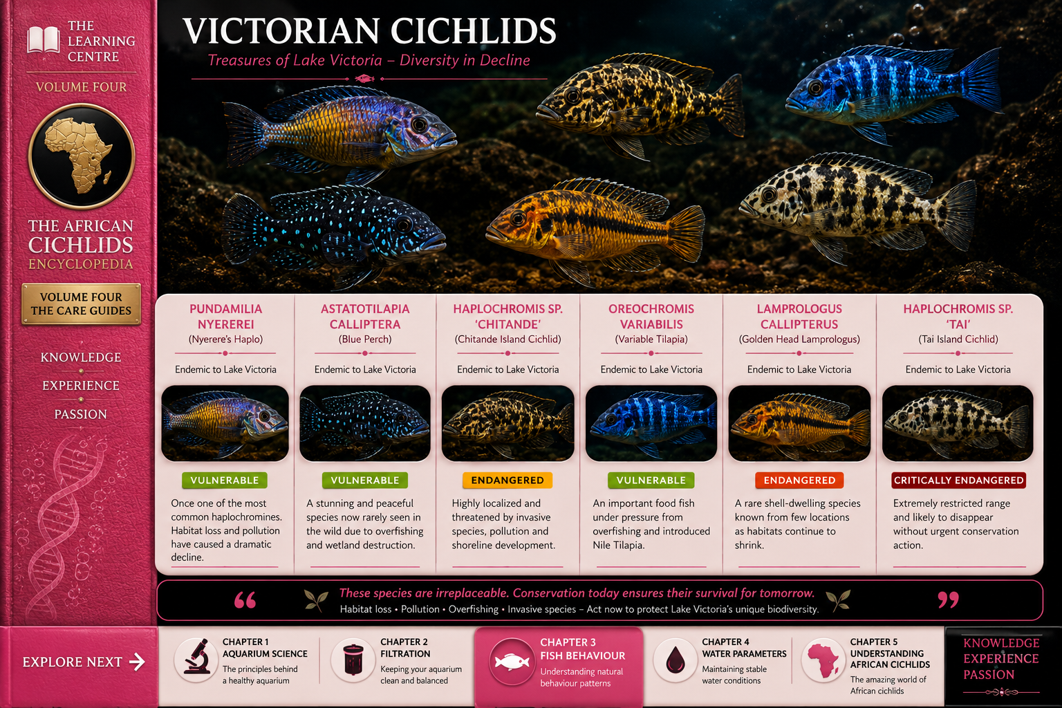 The Plight of the Victorian Cichlids